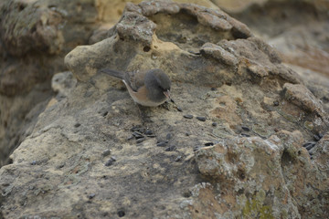 Southwest USA Beautiful Dark-eyed Junco  is a medium-sized sparrow with a rounded head a short, stout bill and a fairly long, conspicuous tail.