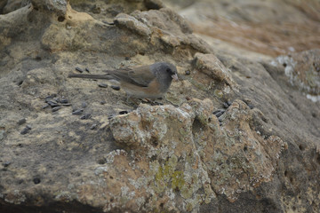 Southwest USA Beautiful Dark-eyed Junco  is a medium-sized sparrow with a rounded head a short, stout bill and a fairly long, conspicuous tail.