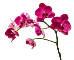 Papier Peint photo Lavable Orchidée Fleurs d& 39 orchidées isolés sur fond blanc
