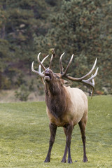 Bull Elk Bugling