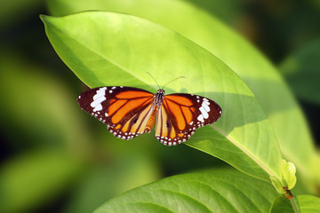 Obraz premium Butterfly on leaf green background