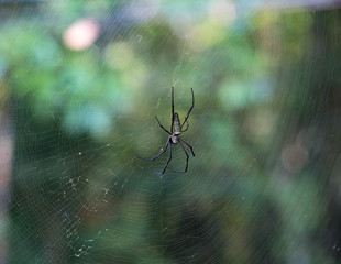 spider on web