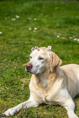 Labrador with Crown