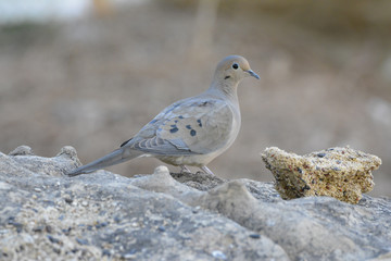 Southwest USA Beautiful Mourning Dove black cheek spot Grayish olive above with black spots on wings brown to buffy-tan overall, with black spots on the wings.