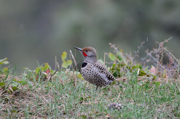Southwest USA Beautiful Gilded flicker large common woodpecker gray brown face and red mustache barred stripes on top, spotted below black crescent on chest.