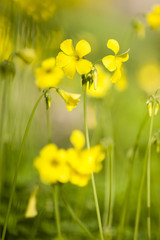 Yellow flowers in full bloom