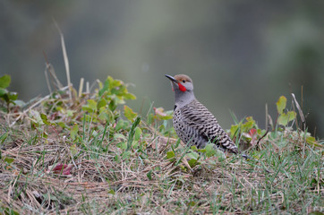 Southwest USA Beautiful Gilded flicker large common woodpecker gray brown face and red mustache barred stripes on top, spotted below black crescent on chest.