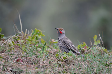 Southwest USA Beautiful Gilded flicker large common woodpecker gray brown face and red mustache barred stripes on top, spotted below black crescent on chest.