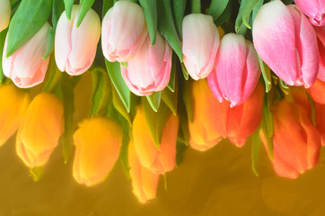 pink tulip flowers