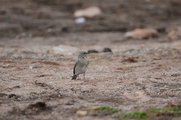 Southwest USA Beautiful Wild migratory birds