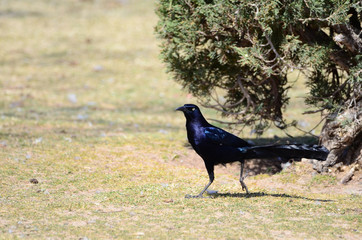 Southwest USA Beautiful Great-tailed Grackle Male are black with yellow eyes, and black bills and legs. Females are dark brown above, paler below