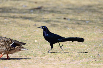 Southwest USA Beautiful Great-tailed Grackle Male black with yellow eyes, and black bills and legs. Females are dark brown above, paler with a stripe above the eye