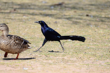 Southwest USA Beautiful Great-tailed Grackle Male black with yellow eyes, and black bills and legs. Females are dark brown above, paler with a stripe above the eye