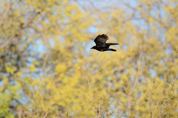 Southwest USA Beautiful Great-tailed Grackle Male black with yellow eyes, and black bills and legs. Females are dark brown above, paler with a stripe above the eye
