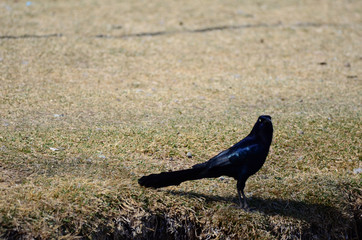 Southwest USA Beautiful Great-tailed Grackle Male are black with yellow eyes, and black bills and legs. Females are dark brown above, paler below,