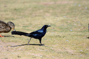 Southwest USA Beautiful Great-tailed Grackle Male are black with yellow eyes, and black bills and legs. Females are dark brown above, paler below,