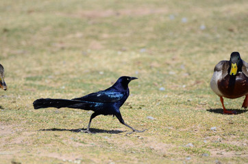 Southwest USA Beautiful Great-tailed Grackle Male are black with yellow eyes, and black bills and legs. Females are dark brown above, paler below,