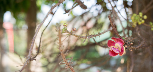 Cannonball flower blooming of Sal Tree