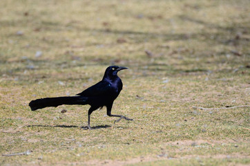Southwest USA Beautiful Great-tailed Grackle Male are black with yellow eyes, and black bills and legs. Females are dark brown above, paler below,