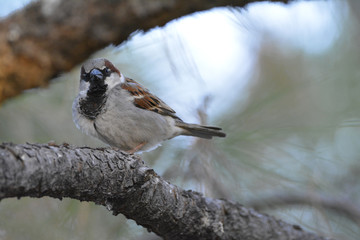 Southwest USA Beautiful Black bill Male House Sparrow Black mask, throat, and breast. Male are brightly colored birds with gray heads, white cheeks, a black bib.