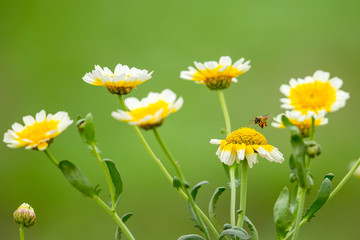 Wild chrysanthemum with bee
