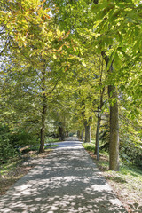 Schlossberg park autumn alley in Graz