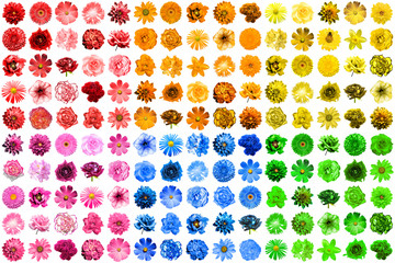 Mega pack of 150 in 1 natural and surreal blue, yellow, red, pink, green and orange flowers...