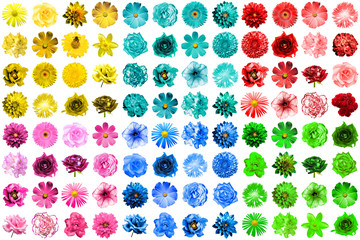 Mega pack of 96 in 1 natural and surreal blue, yellow, red, green, turquoise and pink flowers isolated on white