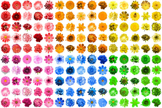 Fototapeta Mega pack of 150 in 1 natural and surreal blue, yellow, red, pink, green and orange flowers isolated on white