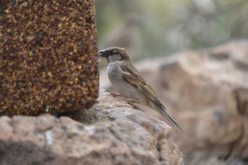 Southwest USA Beautiful Black bill Male House Sparrow Black mask, throat, and breast. Male are brightly colored birds with gray heads, white cheeks, a black bib.