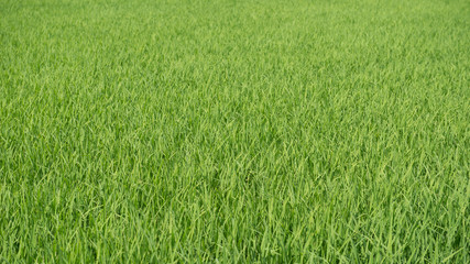 green rice fields