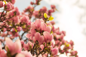 Fototapeta na wymiar Rosa Magnolienblüten im Frühling