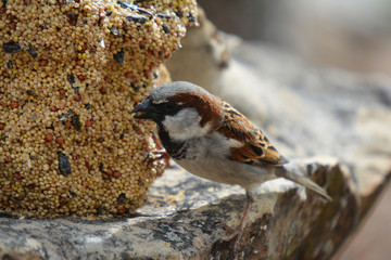 Southwest USA Beautiful Black bill Male House Sparrow Black mask, throat, and breast. Male House Sparrows are brightly colored birds with gray heads, white cheeks, a black bib.