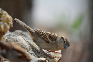 Southwest USA Beautiful Black bill Male House Sparrow Black mask, throat, and breast. Male House Sparrows are brightly colored birds with gray heads, white cheeks, a black bib.