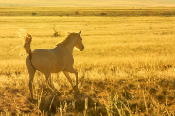 Wild horse running majestically in the desert at sunset. Aus, south Namibia.