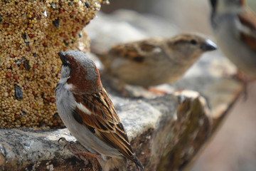 Southwest USA Beautiful Black bill Male House Sparrow Black mask, throat, and breast. Male House Sparrows are brightly colored birds with gray heads, white cheeks, a black bib.