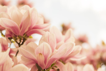 Obrazy na Szkle  Różowe kwiaty magnolii na wiosnę