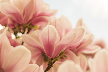 Obrazy  Różowe kwiaty magnolii na wiosnę