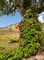 Fototapeta na wymiar Mexican Creeper Vine on Tree