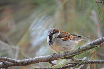 Southwest USA Beautiful Black bill Male House Sparrow Black mask, throat, and breast. Male House Sparrows are brightly colored birds with gray heads, white cheeks, a black bib.