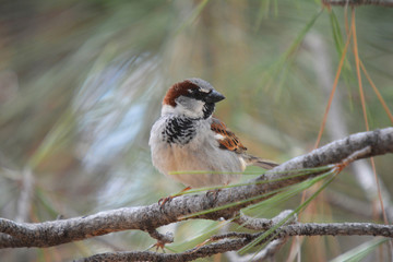 Southwest USA Beautiful Black bill Male House Sparrow Black mask, throat, and breast. Male House Sparrows are brightly colored birds with gray heads, white cheeks, a black bib.