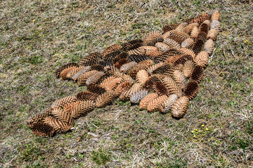 Conceptual image of pine cones in tree shape. Tree Symbol.