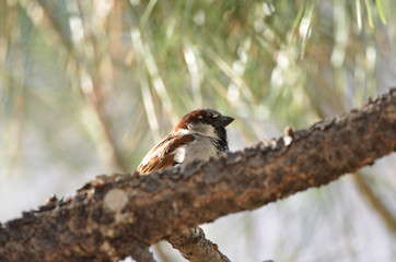 Southwest USA Beautiful Black bill Male House Sparrow Black mask, throat, and breast. Male House Sparrows are brightly colored birds with gray heads, white cheeks, a black bib.