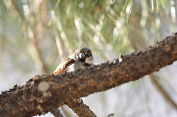 Obraz premium Southwest USA Beautiful Black bill Male House Sparrow Black mask, throat, and breast. Male House Sparrows are brightly colored birds with gray heads, white cheeks, a black bib.