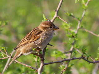 House Sparrow on branch, Passer domesticus