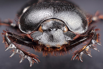 Dung beetle (Scarabeus sacer)