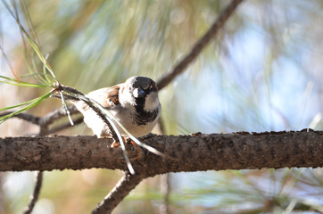Southwest USA Beautiful Black bill Male House Sparrow Black mask, throat, and breast. Male House Sparrows are brightly colored birds with gray heads, white cheeks, a black bib