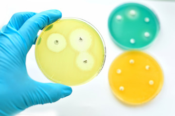 Antimicrobial susceptibility testing in petri dish
