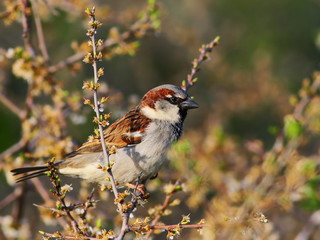 House Sparrow on branch, Passer domesticus