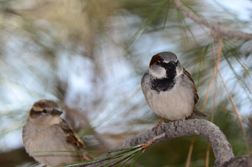 Southwest USA Beautiful Black bill Male House Sparrow Black mask, throat, and breast. Male House Sparrows are brightly colored birds with gray heads, white cheeks, a black bib.